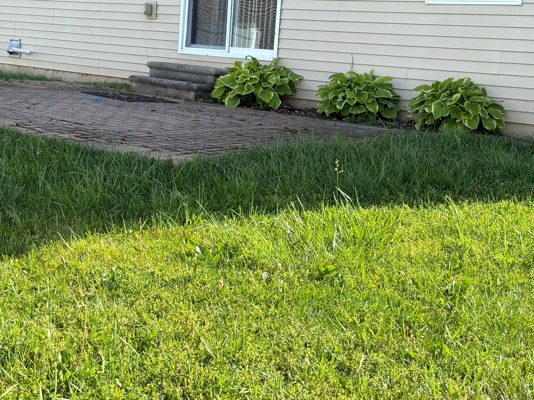 Overgrown lawn before mowing