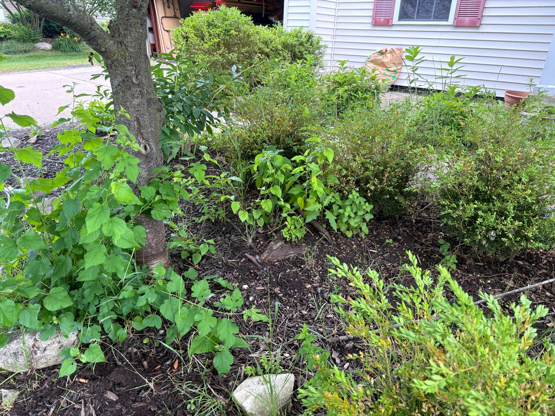 Overgrown garden bed before weeding