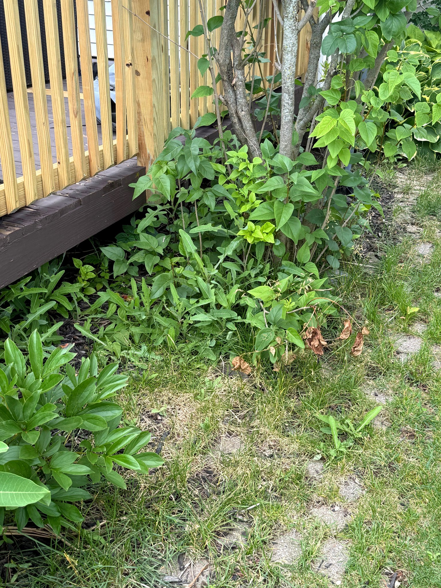 Overgrown landscaping before cleanup