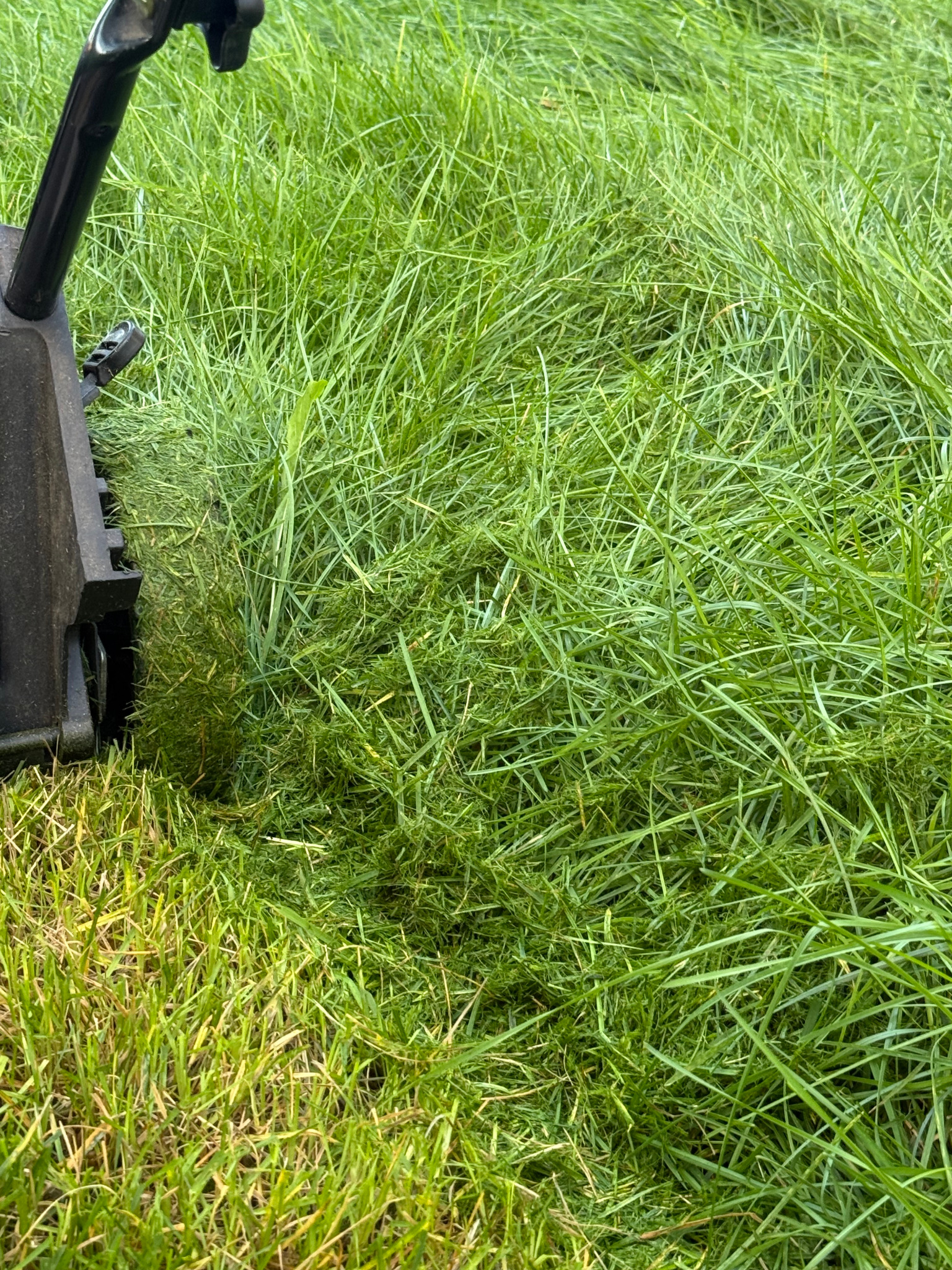 Heavily overgrown lawn before SRS cleanup